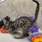 Savannah F-6SBT BST male DOB 10-15-22