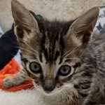 Savannah F-6SBT BST male DOB 10-15-22