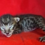 Savannah F-6SBT BST male DOB 10-15-22