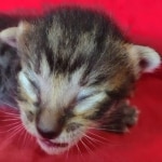 Savannah F-6SBT BST male DOB 10-15-22