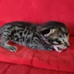 Savannah F-6SBT BST male DOB 10-15-22