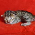 Savannah F-6SBT BST Male DOB 3-10-23