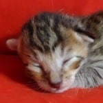 Savannah F-6SBT BST Male DOB 3-10-23