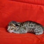 Savannah F-6SBT BST Male DOB 3-10-23
