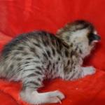 Savannah F-6SBT BST Male DOB 3-10-23