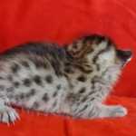 Savannah F-6SBT BST Male DOB 3-10-23