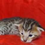 Savannah F-6SBT BST Male DOB 3-10-23