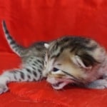 Savannah F-6SBT BST Male DOB 3-10-23