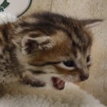 Savannah F-6SBT BST Male DOB 3-10-23