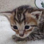 Savannah F-6SBT BST Male DOB 3-10-23