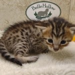 Savannah F-6SBT BST Male DOB 3-10-23