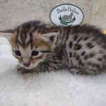 Savannah F-6SBT BST Male DOB 3-10-23