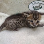 Savannah F-6SBT BST Male DOB 3-10-23