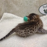 Savannah F-6SBT BST Male DOB 3-10-23