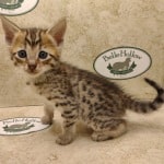 Savannah F-6SBT BST Male DOB 3-10-23