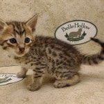 Savannah F-6SBT BST Male DOB 3-10-23