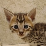 Savannah F-6SBT BST Male DOB 3-10-23