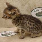 Savannah F-6SBT BST Male DOB 3-10-23