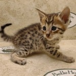 Savannah F-6SBT BST Male DOB 3-10-23