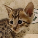 Savannah F-6SBT BST Male DOB 3-10-23