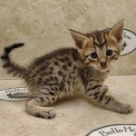 Savannah F-6SBT BST Male DOB 3-10-23