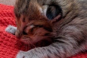 Savannah F-6SBT BST Male Kitten DOB 11-23-25