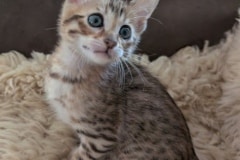Bingo Savannah F-6SBT BST Male Kitten DOB 11-23-25