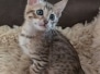 Bingo Savannah F-6SBT BST Male Kitten DOB 11-23-25