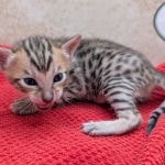 F-6SBT-Brown-Spotted-male-kitten-a