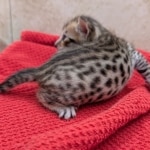 F-6SBT-Brown-Spotted-male-kitten-b