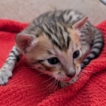 F-6SBT-Brown-Spotted-male-kitten