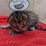 Savannah-F-6SBT-BST-Male-Kitten-a