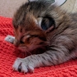 Savannah-F-6SBT-BST-Male-Kitten-b