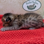 Savannah-F-6SBT-BST-Male-Kitten-c