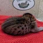 Savannah-F-6SBT-BST-Male-Kitten