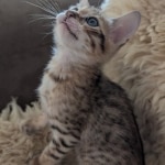 Savannah-F-6SBT-Brown-spotted-male-Kitten-c