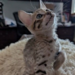Savannah-F-6SBT-Brown-spotted-male-Kitten-d