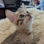 Savannah-F-6SBT-Brown-spotted-male-Kitten-f