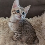 Savannah-F-6SBT-Brown-spotted-male-Kitten-h