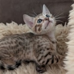 Savannah-F-6SBT-Brown-spotted-male-Kitten-i