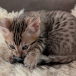 Savannah-F-6SBT-Brown-spotted-male-Kitten