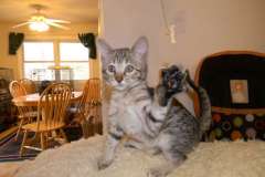 Zoe Savannah F-6SBT "Clear spot" Brown Spotted female DOB 10-8-14