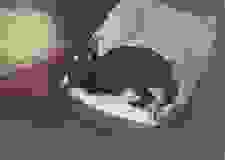 Sable Savannah F-6SBT female Black on Black DOB 4-21-14