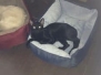 Sable Savannah F-6SBT female Black on Black DOB 4-21-14