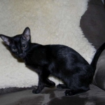 Sable Savannah F-6 SBT Black on Black female DOB 4-21-14 002-800
