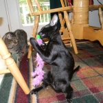 Sable Savannah F-6 SBT Black on Black female DOB 4-21-14 004-800