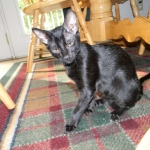Sable Savannah F-6 SBT Black on Black female DOB 4-21-14 007-800