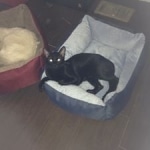 Sable in her Christmas bed
