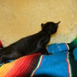 Savannah F-6 SBT Black on Black female DOB 4-21-14 005-800