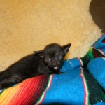 Savannah F-6 SBT Black on Black female DOB 4-21-14 006-800